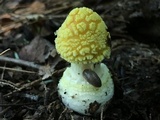 Amanita frostiana image