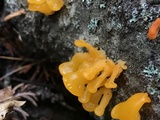 Dacryopinax spathularia image