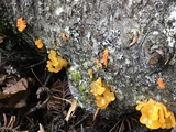 Dacryopinax spathularia image