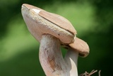 Tylopilus violatinctus image