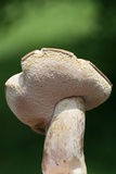 Tylopilus violatinctus image