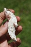 Tylopilus violatinctus image