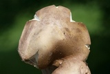 Tylopilus violatinctus image