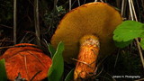 Suillus lakei image