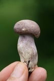 Tylopilus violatinctus image