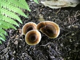 Coltricia cinnamomea image