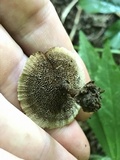Coltricia cinnamomea image