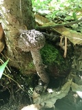 Strobilomyces confusus image