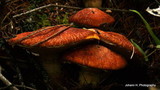 Suillus lakei image