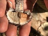 Strobilomyces confusus image