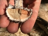 Strobilomyces confusus image