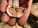 Strobilomyces confusus image