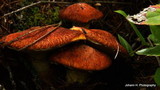 Suillus lakei image