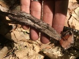 Strobilomyces confusus image