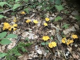 Cantharellus enelensis image