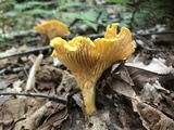 Cantharellus enelensis image