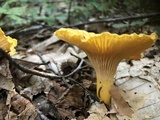 Cantharellus enelensis image