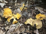 Cantharellus enelensis image