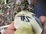 Gyroporus cyanescens image