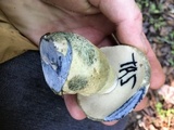 Gyroporus cyanescens image