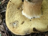 Xanthoconium affine image