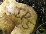 Xanthoconium affine image