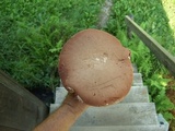 Tylopilus indecisus image