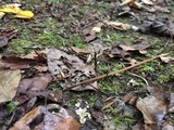 Pseudocraterellus calyculus image