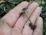 Pseudocraterellus calyculus image