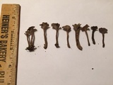 Pseudocraterellus calyculus image