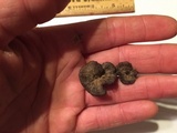 Pseudocraterellus calyculus image