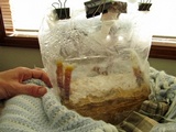 Ganoderma resinaceum image