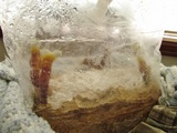 Ganoderma resinaceum image
