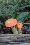 Tylopilus balloui image