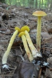 Heimioporus betula image
