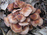 Gymnopus brassicolens var. brassicolens image