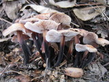 Gymnopus brassicolens var. brassicolens image