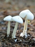 Amanita sect. Vaginatae image