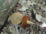 Boletus vermiculosoides image