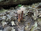 Aureoboletus russellii image