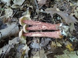 Aureoboletus russellii image