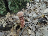 Aureoboletus russellii image
