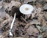 Agaricus placomyces image