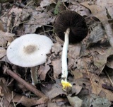 Agaricus placomyces image