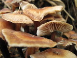 Gymnopus brassicolens var. brassicolens image