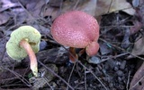 Boletellus chrysenteroides image