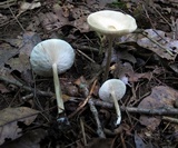 Melanoleuca alboflavida image