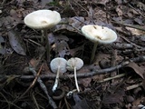 Melanoleuca alboflavida image