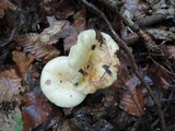 Lactarius maculatipes image