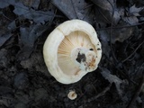 Lactarius maculatipes image